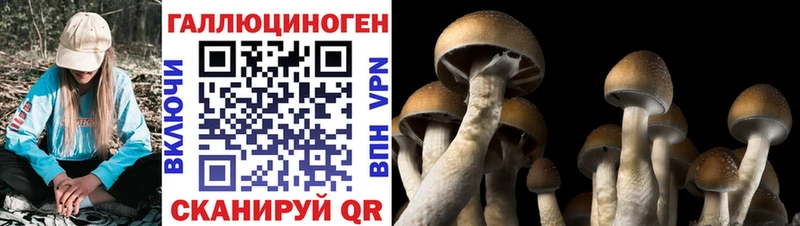 ссылка на мегу ONION  Вологда  Псилоцибиновые грибы Magic Shrooms  наркотики 